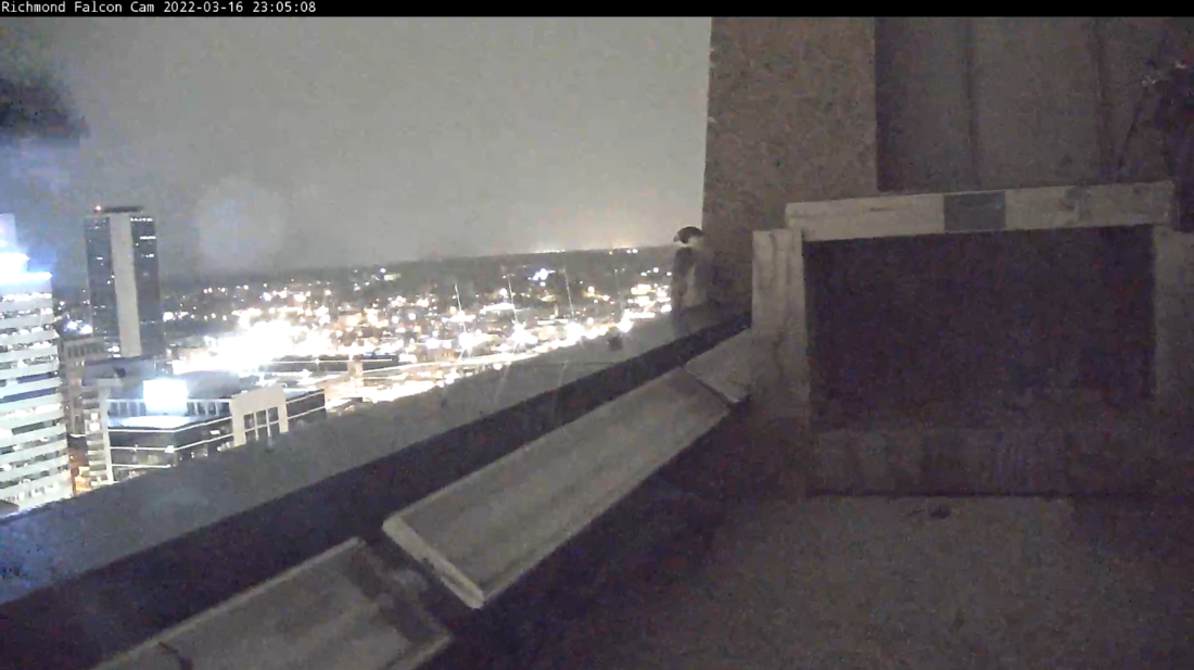 أنثى الصقر تجثم بالقرب من صندوق العش ليلاً