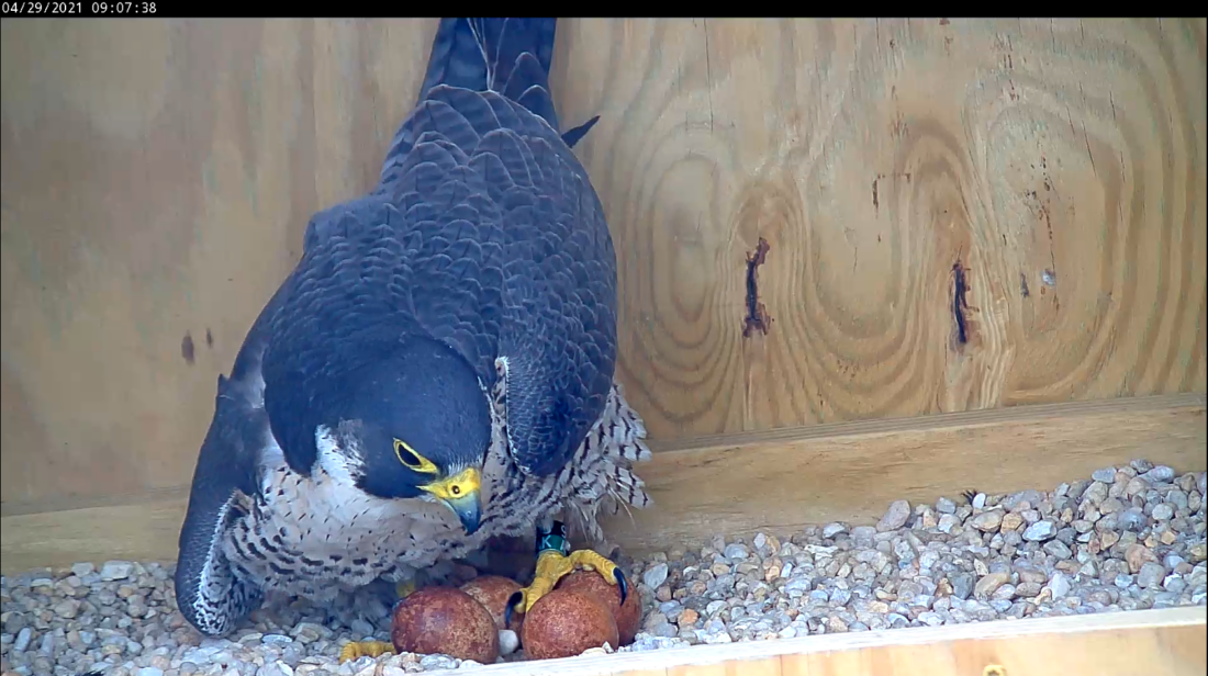 أنثى الصقر الأنثى تعيد وضع نفسها بحذر فوق القابض.