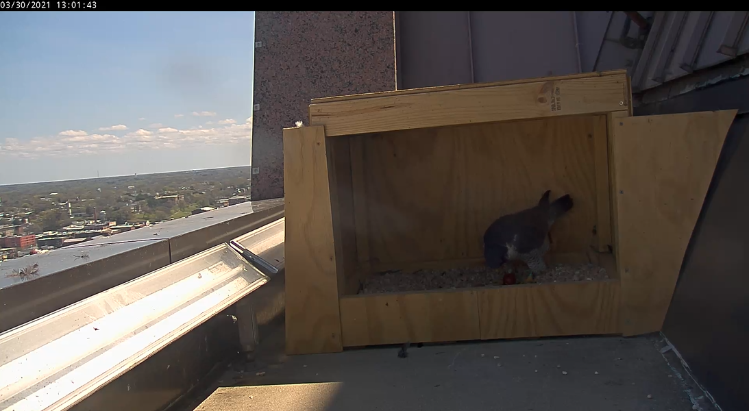 أنثى تقف فوق البيضة الموضوعة حديثاً.