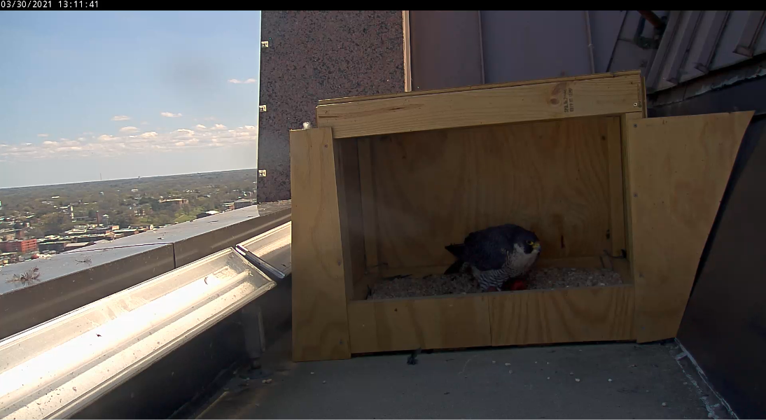 تضع الأنثى نفسها فوق كلتا البيضتين.