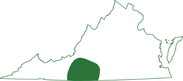 يوجد السمندل ذو الرأس المسطح في منطقة واحدة في وسط فيرجينيا