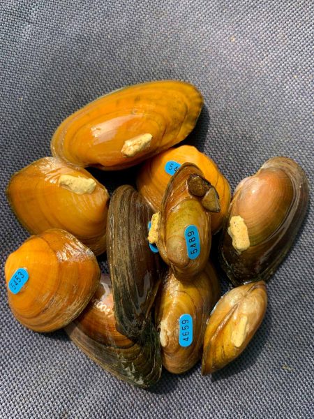 كومة صغيرة من بلح البحر المُعاد اصطياده