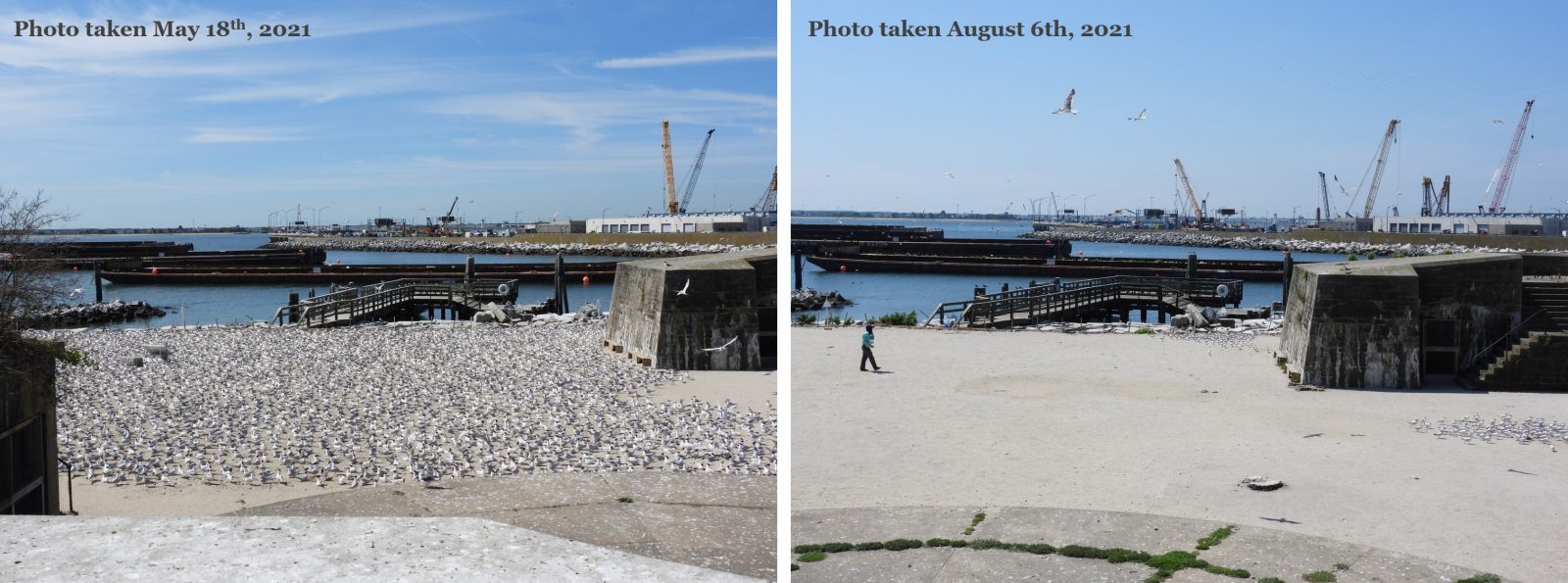 صور متناقضة من مايو/أيار المليء بالطيور البحرية (يسار) وأغسطس/آب الخالي من الطيور البحرية (يمين) لإشغال الطيور البحرية في فورت وول.