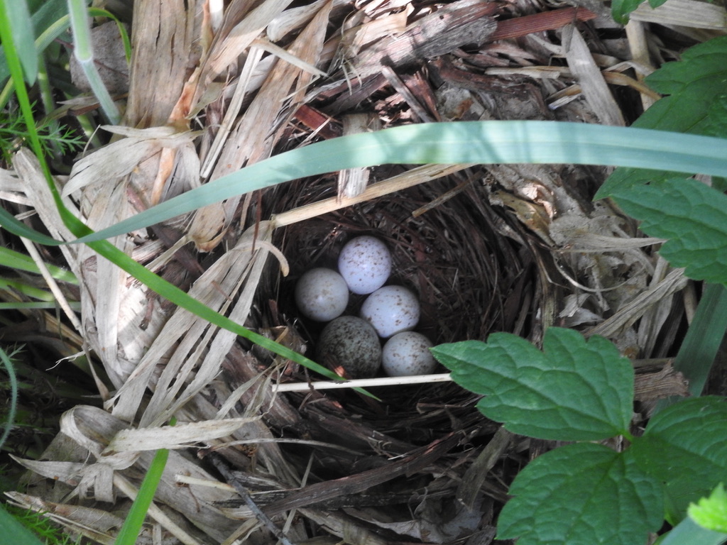 عش الوالبرز المجنح الذهبي الجناحين في مقاطعة سميث 