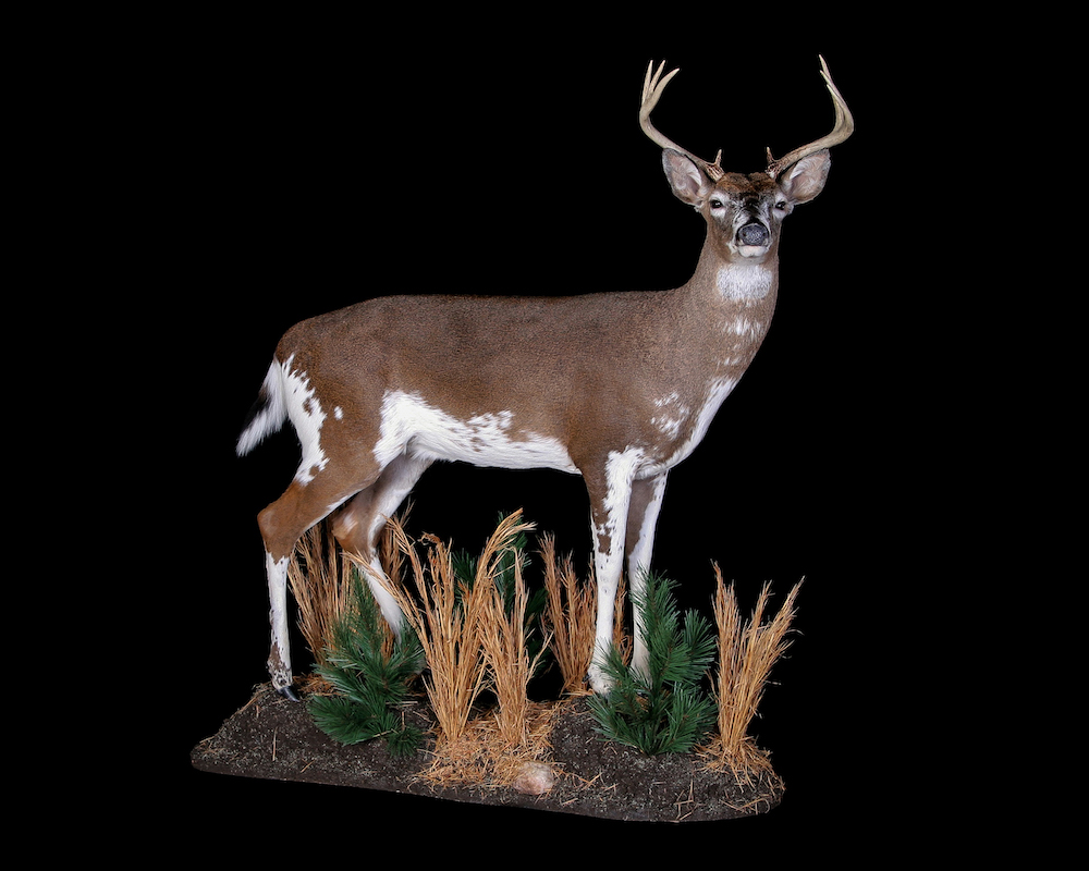 غزال غزال أصلع، يتميز هذا الغزال بعلامات بيضاء تمتد من ساقيه وبطنه وردفه وتمتزج باللون البني في ظهره ورأسه