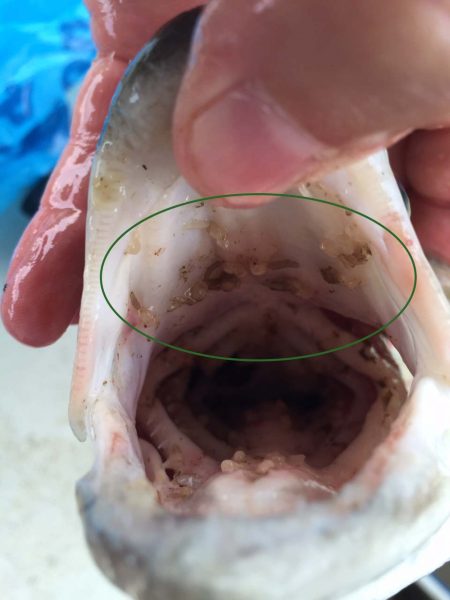 صورة لسمكة مصابة بالقمل الخيشومي؛ والتي يتم تمييزها عبر دائرة خضراء