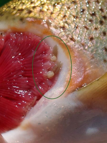 صورة لسمكة مصابة بالقمل الخيشومي مظللة مرة أخرى بعلامة بيضاوية خضراء