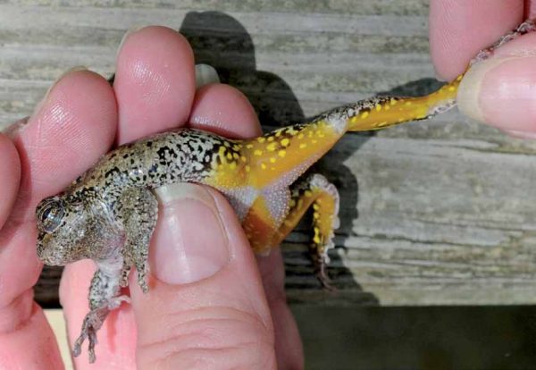 صورة لضفدع الشجرة الرمادي