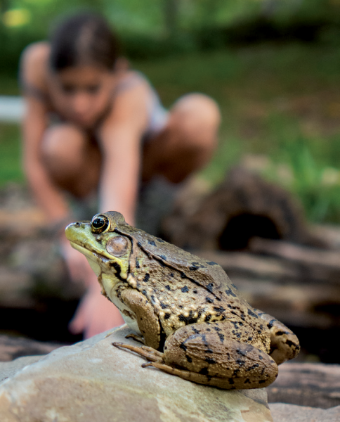 صورة للضفدع الأخضر