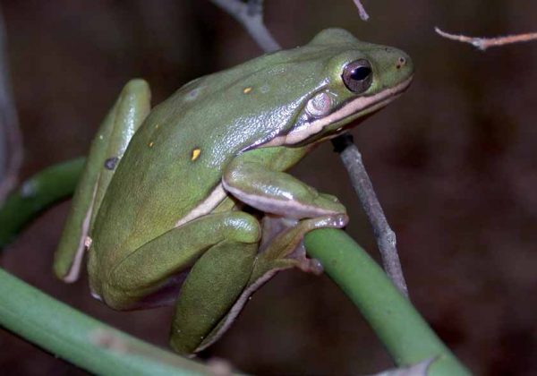 صورة لضفدع الشجرة الخضراء