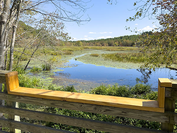 تسمح قضبان الممر المنخفضة للجميع بالبحث عن طيور البلشون والطيور المائية في البركة. مصدر الصورة: ليزا ميس