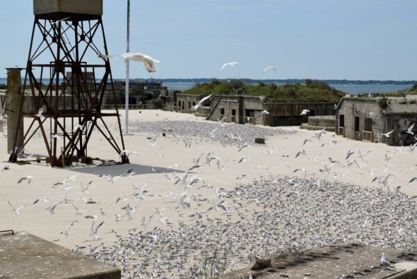 صورة لبرج مياه معدني قديم مع مجموعة من الطيور المائية المحيطة به