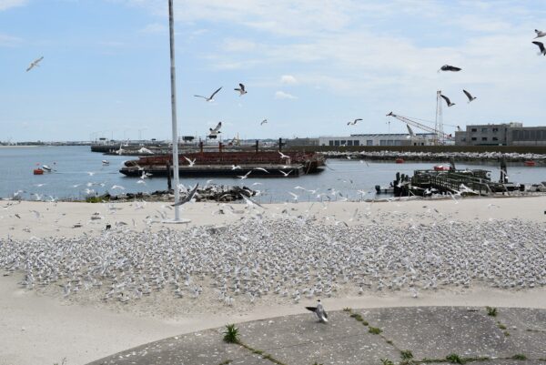 صورة للرصيف الخشبي من الطرف الآخر من الشاطئ؛ التقطت من أعلى أحد المباني الخرسانية