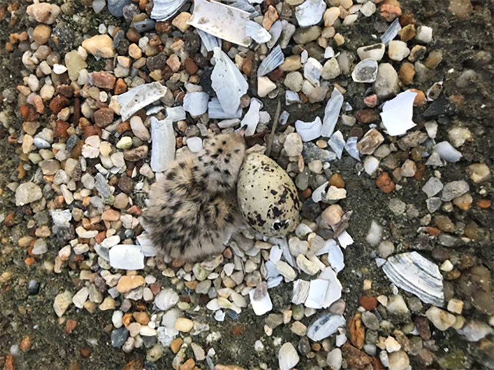 فرخ وبيض الخرشنة الشائع من أعلى أحد المراكب