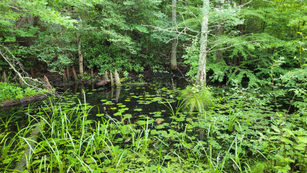 مكونات الموائل النموذجية التي تتطلبها سمكة الشمس ذات النطاق الأسود.