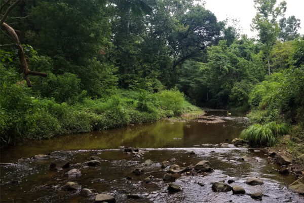صورة لمنظر طبيعي لخور كبير تحيط به أوراق الشجر الخضراء.