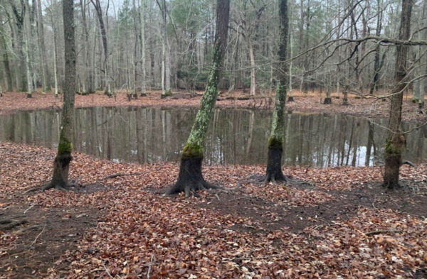 موطن تكاثر سمندل النمر الشرقي. صورة من ©J.D. Kleopfer - عالم الزواحف في الولاية - DWR