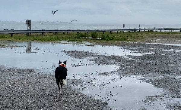 فلايواي بيت يعمل جاهداً في الجزيرة الشمالية لجزيرة HRBT الشمالية