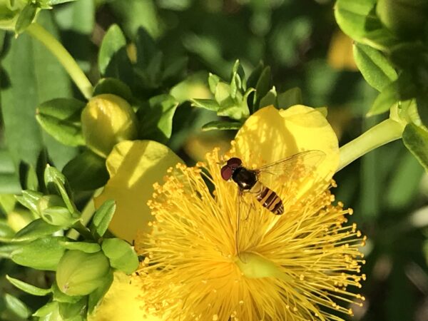 صورة لذبابة حوامة على نبتة سانت جون، وهي تحاكي النحل ولكنها لا تلسع وتتغذى على الرحيق