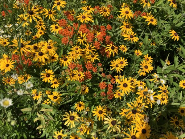 صورة لمجموعة متنوعة من الأزهار في حديقة الملقحات؛ وغالباً ما تكون صفراء وبرتقالية لأن هذه الألوان مفضلة لدى النحل