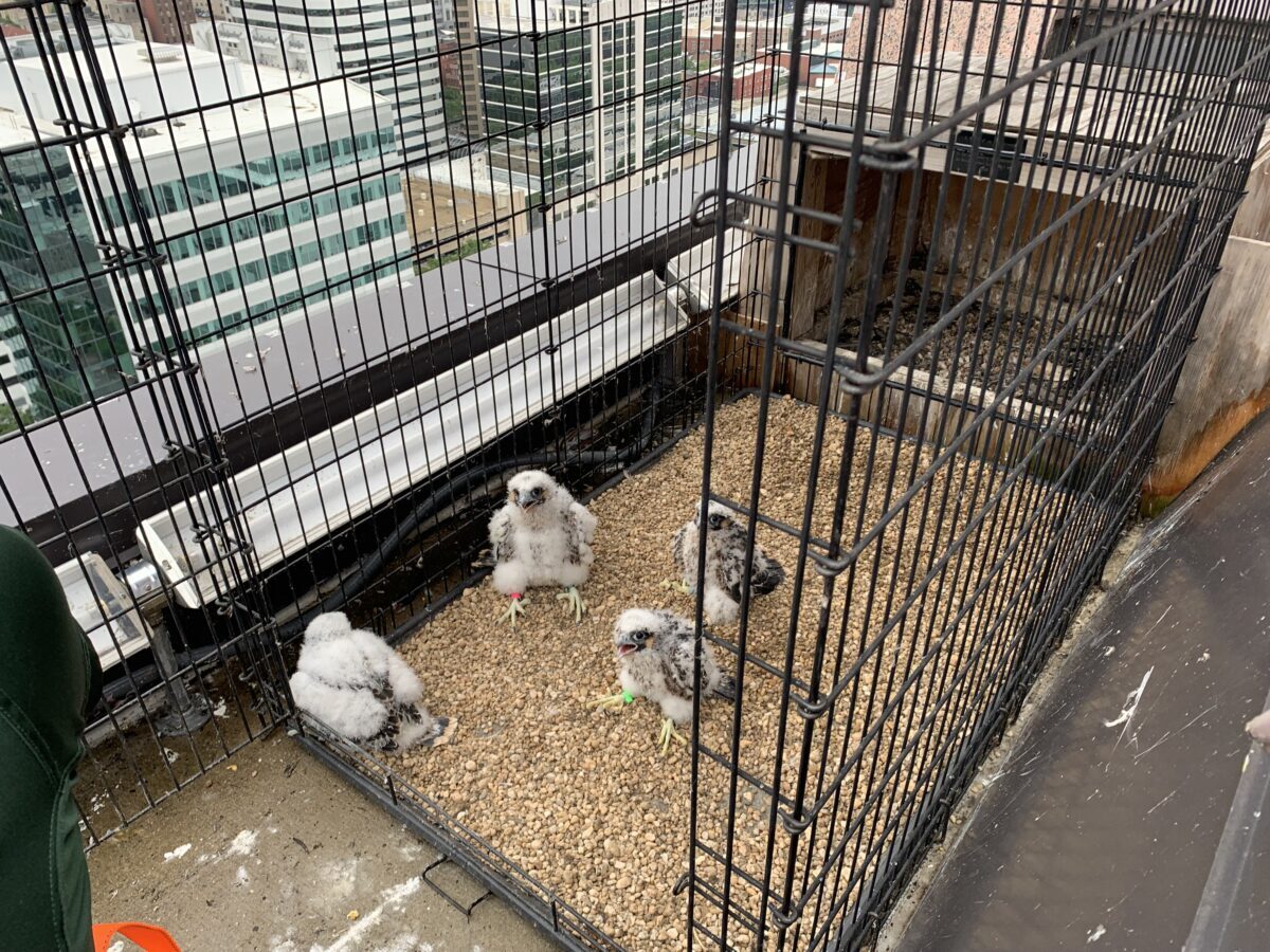 الفراخ بعد إعادتها إلى موقع العش مباشرةً