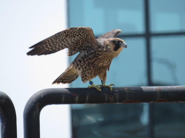 ذكر يافع مع عصابات ساقه مرئية