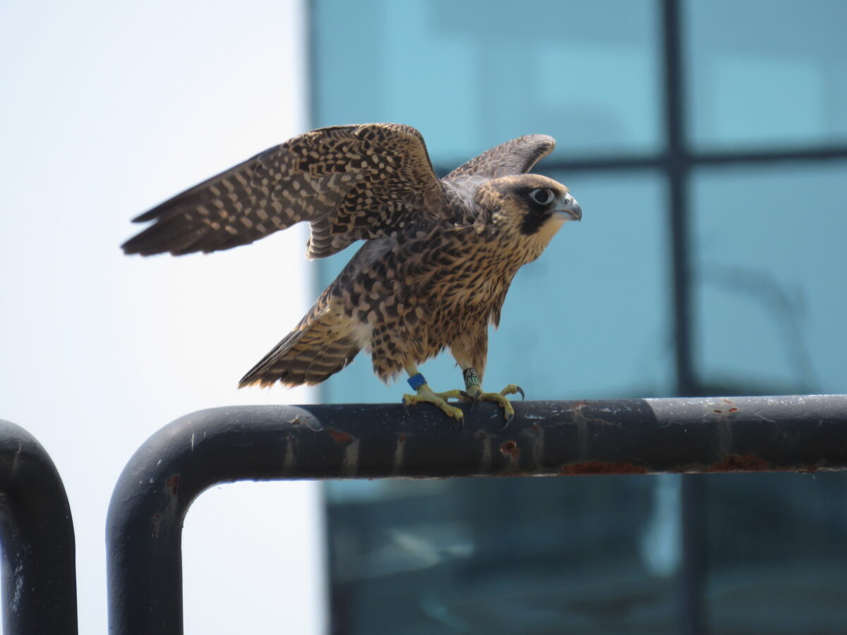 أزرق يجثم على درابزين في فناء الطابق 14