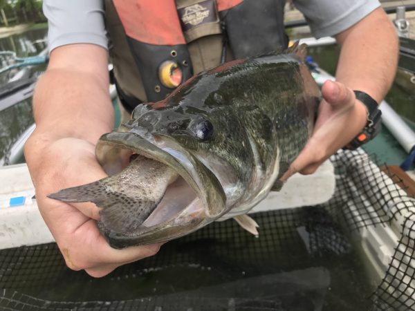 سمك القاروس الكبير الفم الذي يصنع وجبة من أحد أسماك السلمون المرقط المخزنة في DWR.