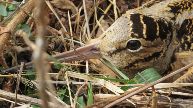  أنثى الديك الخشبي الأمريكي