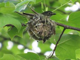 فيريو أزرق الرأس في العش
