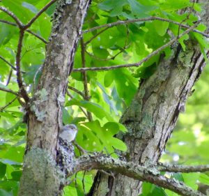 صائد القنابر الأزرق الرمادي في العش