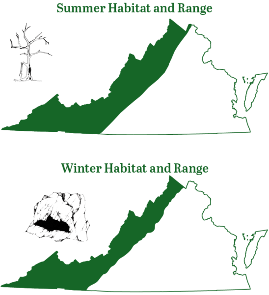 يوجد خفاش إنديانا في المناطق الجبلية في فيرجينيا