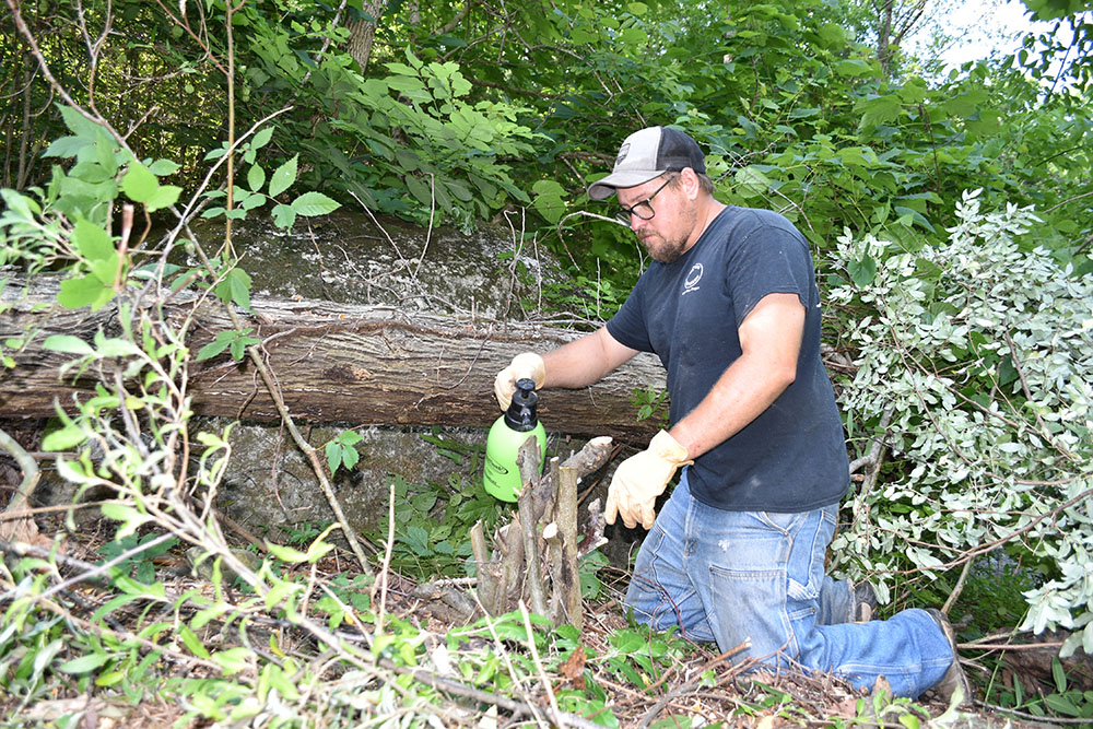 رجل يضع مادة كيميائية من زجاجة رذاذ خضراء على أعواد الزيتون الخريفية التي تم قطعها للتو.