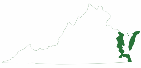 لا توجد سلحفاة كيمب ريدلي البحرية إلا في الساحل الشرقي السفلي لفيرجينيا