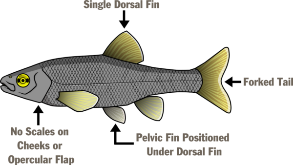 رسم توضيحي لتسمية أجزاء مختلفة من السمكة - زعنفة ظهرية واحدة، وذيل متشعب، وزعنفة حوضية موضوعة تحت الزعنفة الظهرية، ولا توجد قشور على الخدين أو الرفرف الجوفي.