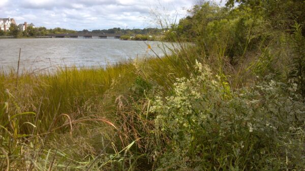 صورة لخط ساحلي مغطى بالخضرة لمنع التآكل