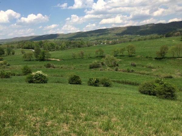 صورة لمرج، وهي منطقة مثالية لطيور الصرد ذات الرأس الخشبي