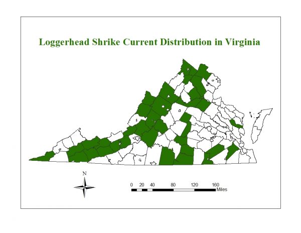يعتبر صرد اللوغرهيد من الأنواع المهددة بالانقراض والموجودة في مجموعات متفرقة في جميع أنحاء ولاية فرجينيا