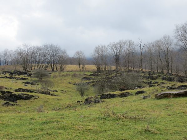 صورة لمرج آخر به أشجار متناثرة؛ وهي أيضاً منطقة مثالية لطيور الصرد ذات الرأس الخشبي