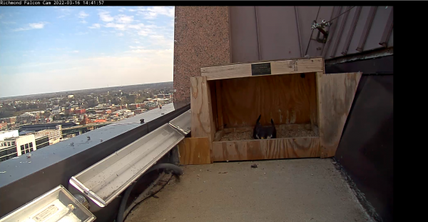 أنثى الصقر الشاهين تحافظ على الكشط