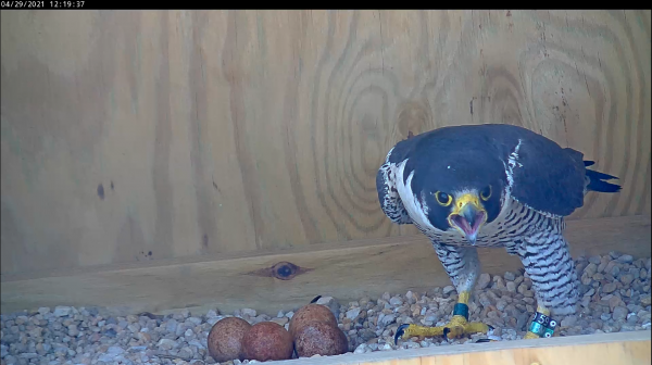 ذكر بأربع بيضات