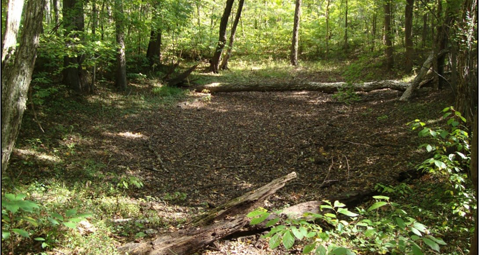 صورة لمنخفض جاف في الأرض في الغابة.