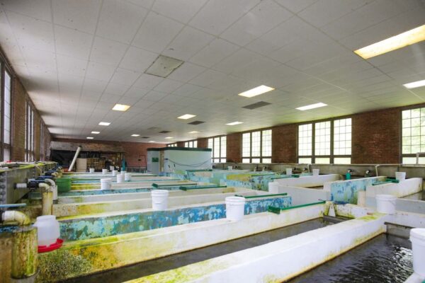 مجاري تربية الخرسانة الداخلية.