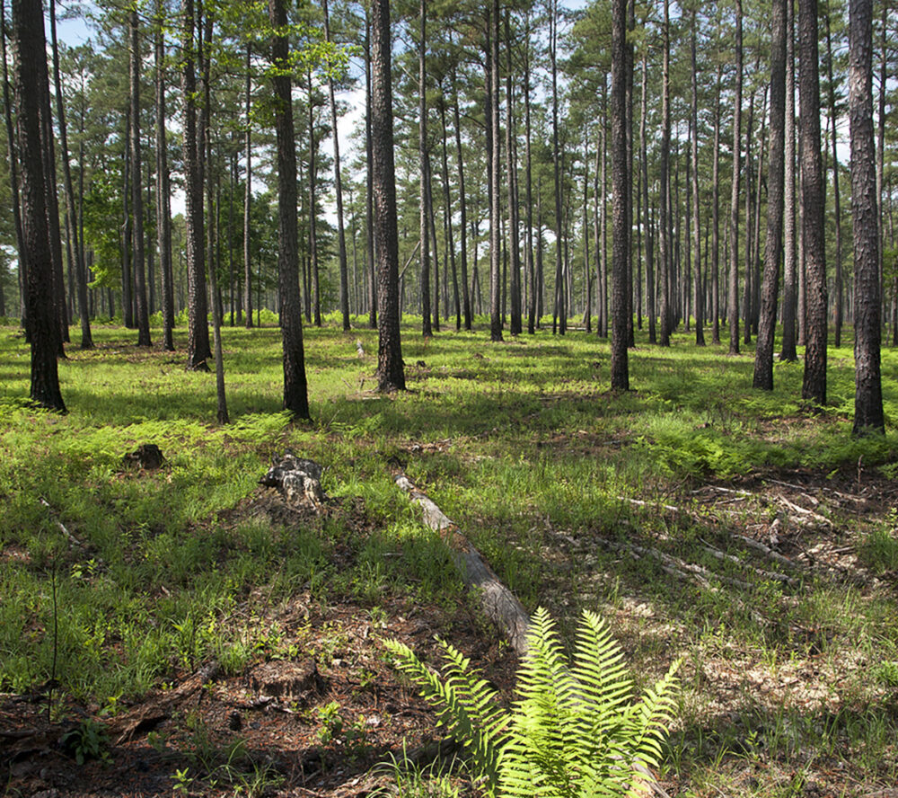 تبدأ Big Woods WMA تجديدها بعد الحرق الموصوف. 