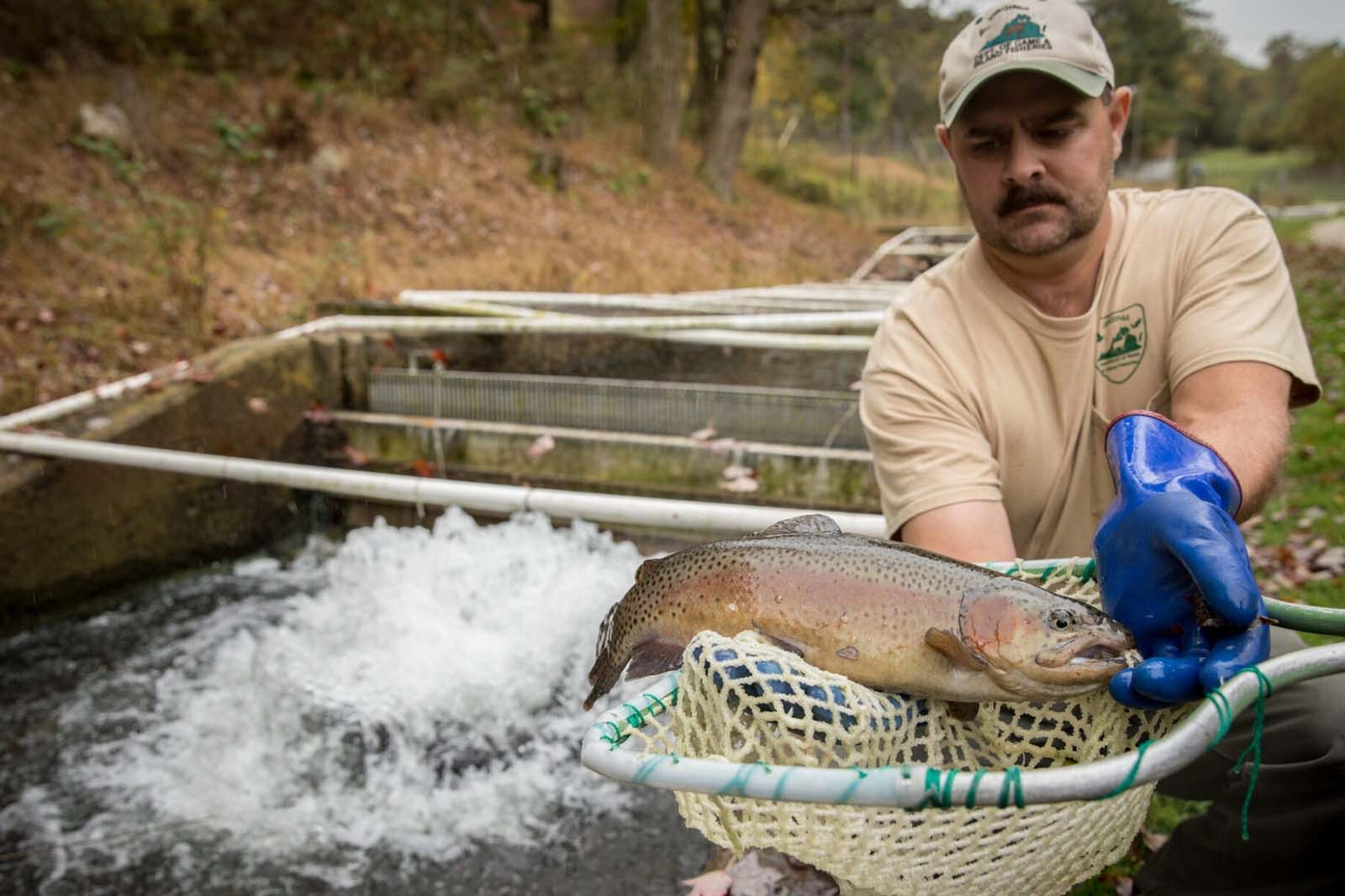 رجل يصطاد سمك السلمون البني في شبكة خارج بركة تفريخ الأسماك.