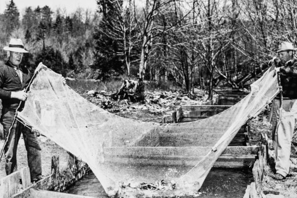 صورة بالأبيض والأسود لامرأتين تصطادان الأسماك من مضمار السباق بشبكة كبيرة.