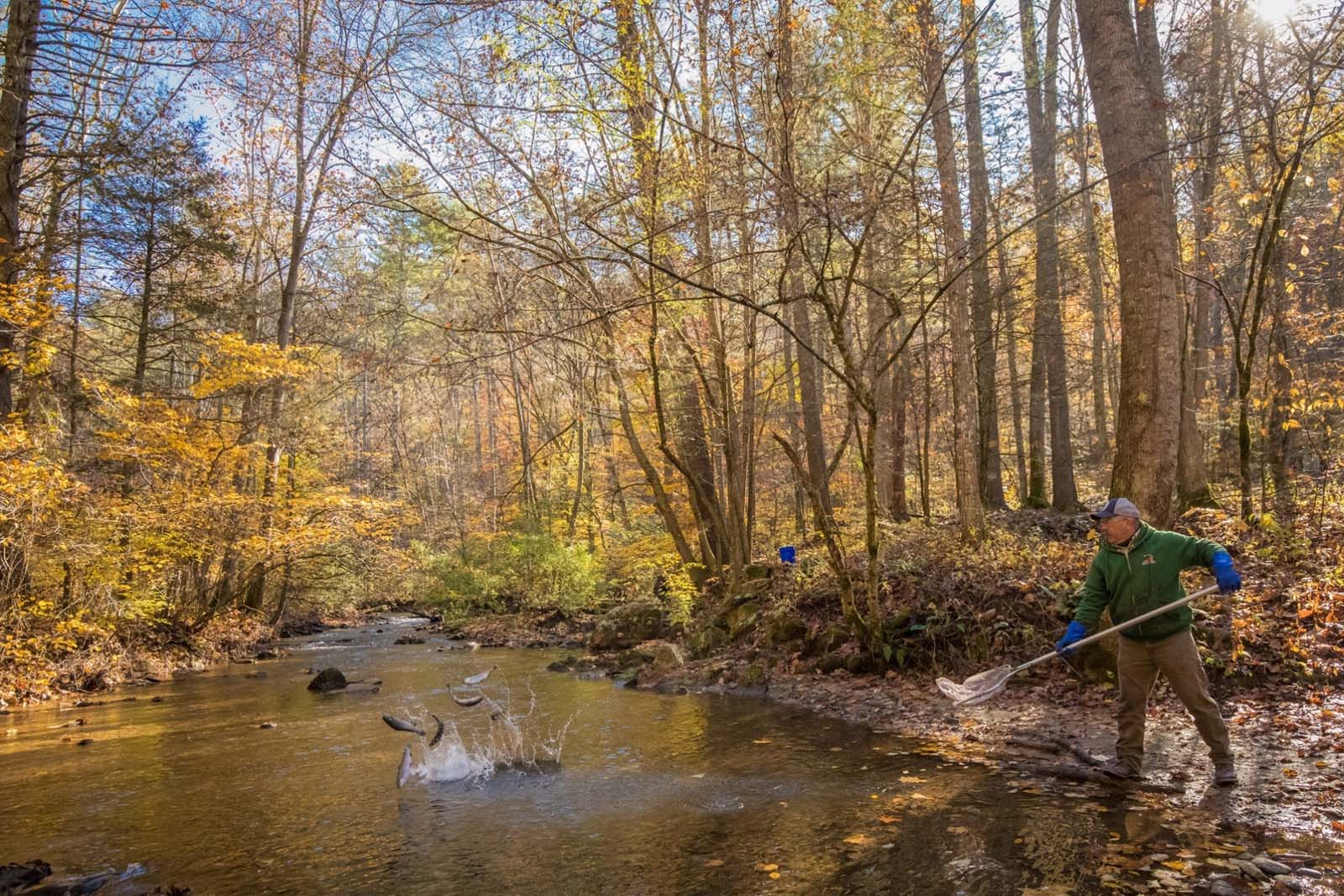 منظر الخريف لتيار محاط بأشجار صفراء وبرتقالية.