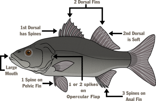 سمكة مصورة تسمي التشريح - فم كبير، والظهرية الأولى لها شوكات، وزعنفتان ظهريتان، والظهرية الثانية لينة، وثلاثة أشواك على الزعنفة الشرجية، وشوكة أو اثنتان على الزعنفة الجفنية، وشوكة واحدة على الزعنفة الحوضية.