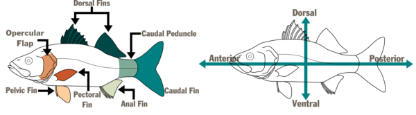 رسم تخطيطي لسمكتين مصورتين الأول، على اليسار، يسمي أجزاء السمكة - زعنفة الأذن، والزعنفة الظهرية، والزعنفة الذيلية، والزعنفة الذيلية، والزعنفة الشرجية، والزعنفة الحوضية، والزعنفة الصدرية. أما الثانية، على اليمين، فيوجد سهم أفقي وآخر رأسي يسمي مناطق السمكة - الأمامية والظهرية والخلفية والبطنية.