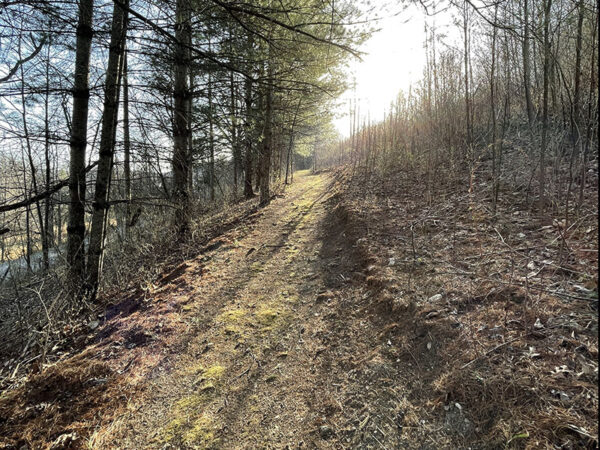 استمع إلى طيور القلاع والعصافير في أوراق الشجر على طول مسار فيرجينيا للحياة البرية والطيور. مصدر الصورة: ليزا ميس